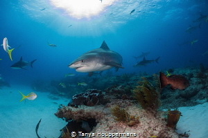 Queen of the Reef
A large female tiger shark glides over... by Tanya Houppermans 